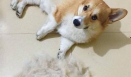 二狗爆料内容整理视频,视频内容深度解析